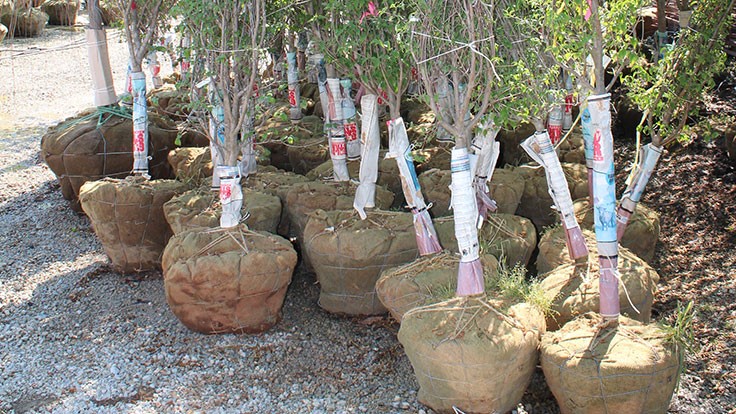 How To Plant B&B Trees - Nursery Management