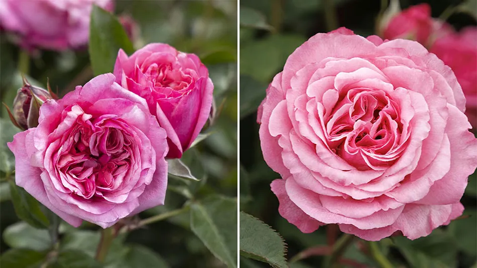 Monrovia introduces three new rose series for 2023 - Nursery Management
