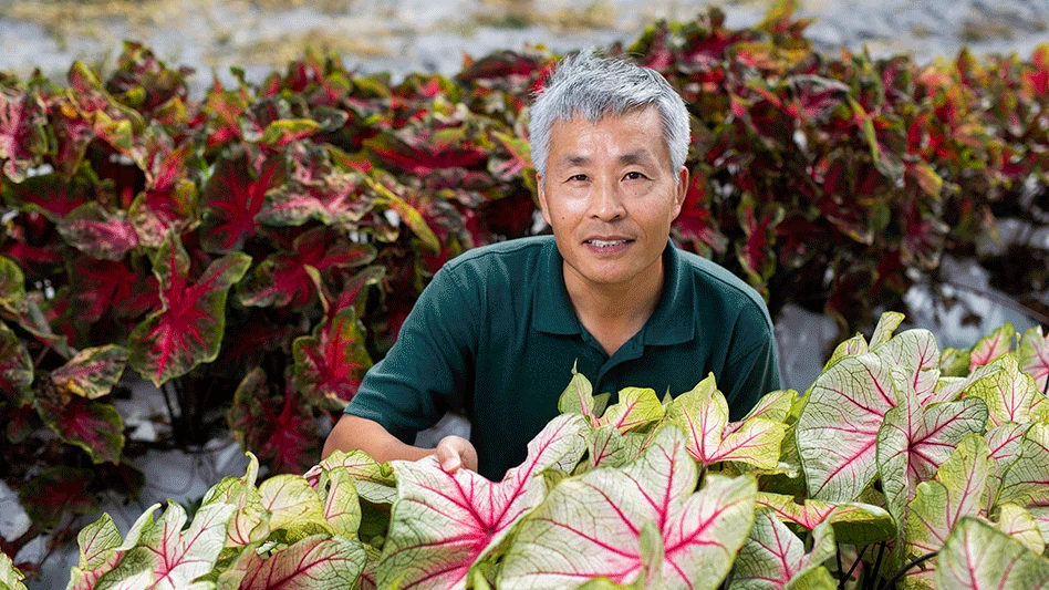 Zhanao Deng with caladiums.