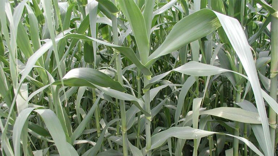 Giant reed, Arundo donax