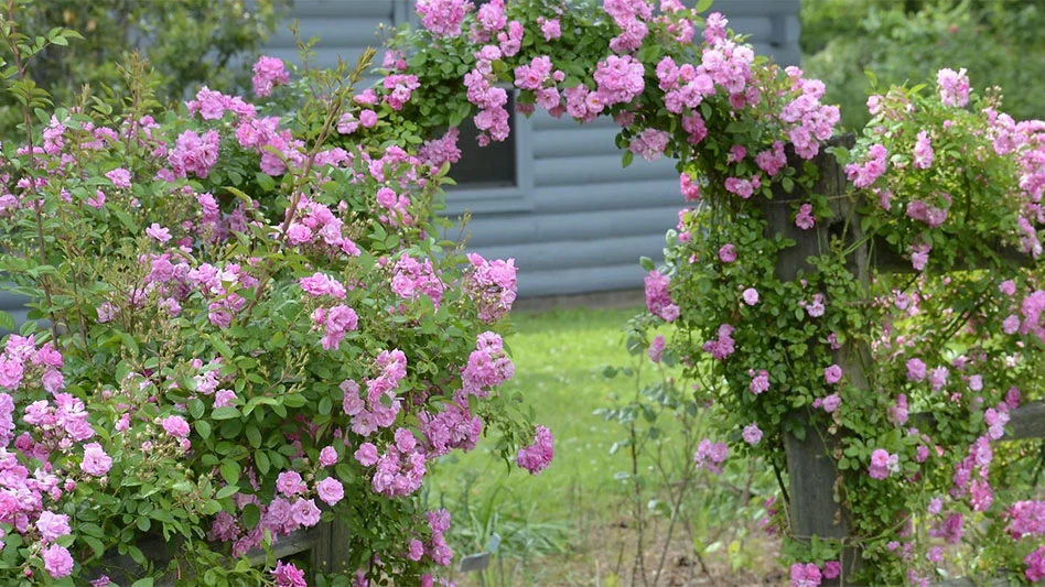 Peak rose bloom season is expected between mid-April and mid-May.