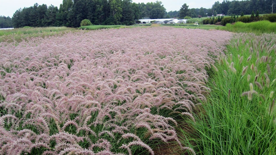 Pennisetum orientale online